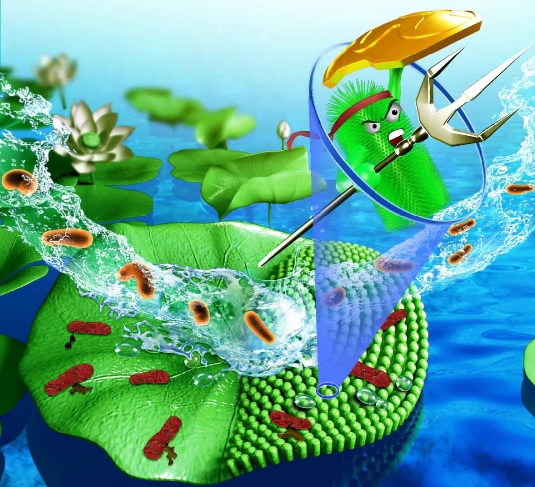 图1. 荷叶与仿生表面抗菌原理示意图